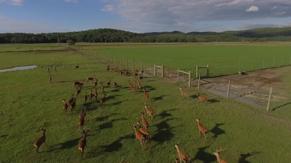 aerial reindeer running in a group below 4k