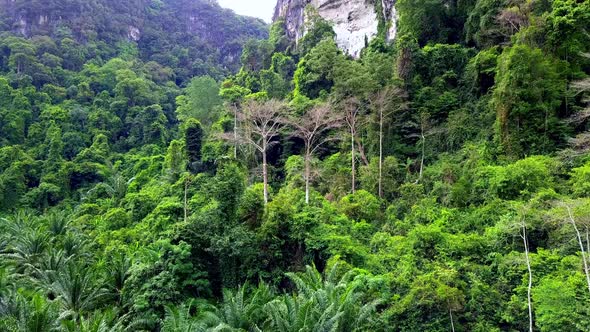 Aerial Shot of Beautiful Trees in the Jungle Mountains Krabi Thailand