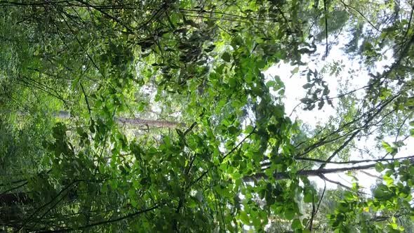 Vertical Video of a Beautiful Forest in Summer