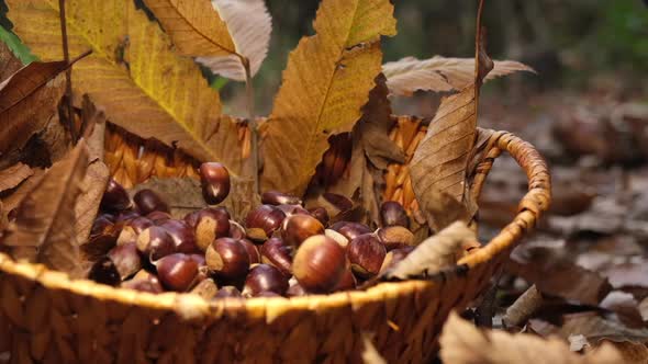 Chestnuts are falling in wicker basket. Chestnut in autumn forest.