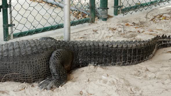 Aligator in sand area by a fence