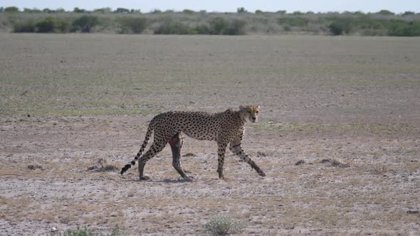 Cheetah walks on the savanna