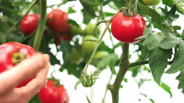 Farmers Hands Harvesting Ripe Tomatoes