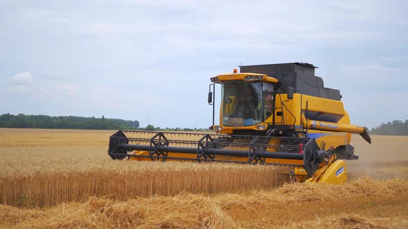 Agricultural work to cultivation cereal. Combine harvester gathers the wheat crop