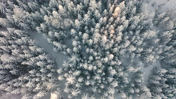 Flying Directly Above Large Cold Forest in Epic Morning Light at Winter