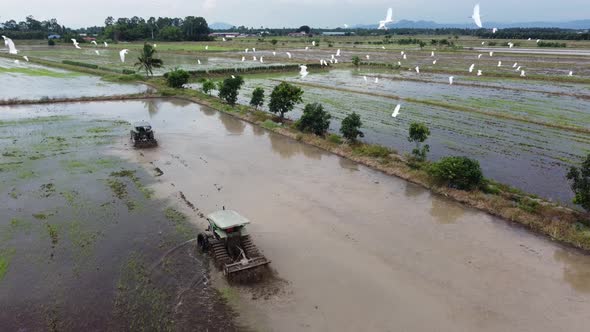 Farmer is cultivate the paddy field with tractors.