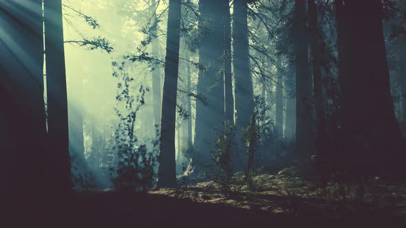 Black Tree Trunk in a Dark Pine Tree Forest