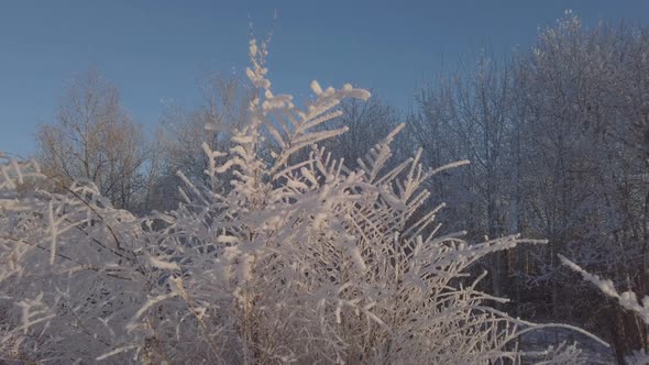 Beautiful Branches of Bushes in Snow and Frost in Sunlight Against Blue Sky Background