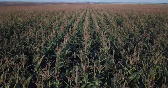 A Green Field of Corn Growing Up Beautiful Corn