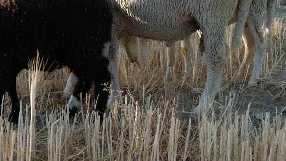 Sheep Grazing Pasture