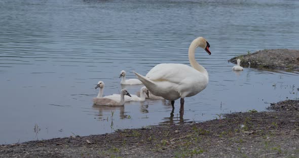 Family of swan swim at pond