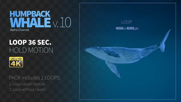 Humpback Whale 10 alt