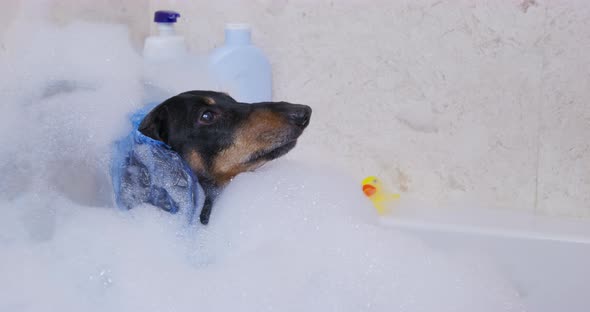 Dachshund Dog Sits in Bathtub with Warm Water and Bubbles