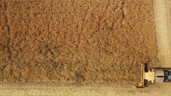 Orange Harvester Cuts Grown Rapeseed Leaving Windrows