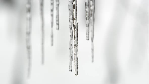 Row of icicle melting with water dripping