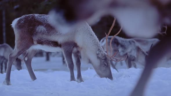 A Pack Of Cairngorm Reindeer Eating Lichens In The Snow Located In Lapland Region, Scotland. -medium