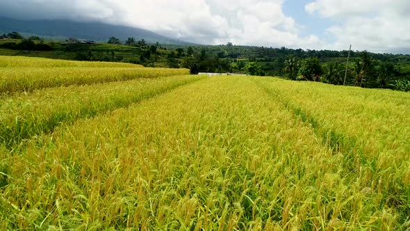 Walk in Rice Terraces in a Cloudy Day