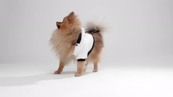 Training of a sportage dressed Pomeranian