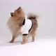 Training of a sportage dressed Pomeranian - VideoHive Item for Sale