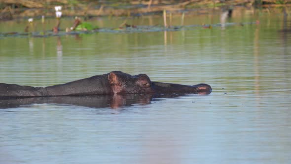 Hippopotamus relaxing in a lake