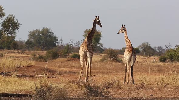 Two male giraffe interact in the African wild