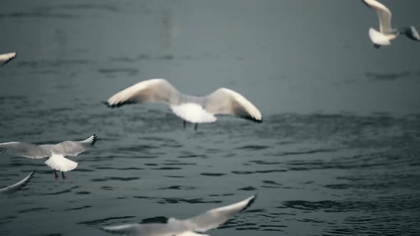 A Flock of Sea Gulls Flying and Fishing Over Sea