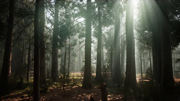 Sequoia National Park Under the Fog Mist Clouds