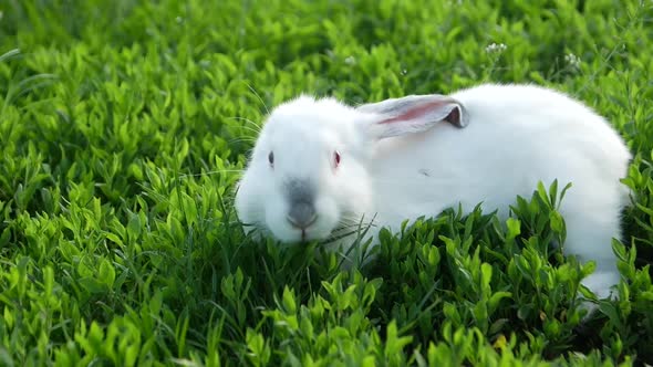 Little Funny Rabbit on the Field in Summer