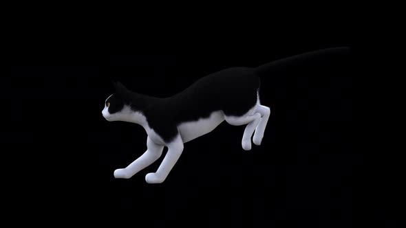 Black and White Cat Fast Run Side View