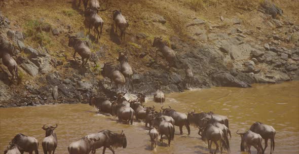 Herd of Gnus coming out of water