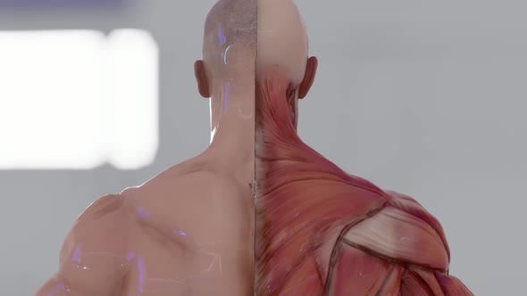 Male Back Muscle Structure Anatomy