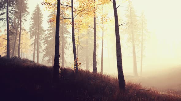 Unrise or Sunset in a Birch Forest with Rays of Sun Shining Through Tree Trunks