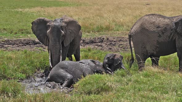 African Elephant, loxodonta africana, Group standing in Swamp, Calf, Having Bath