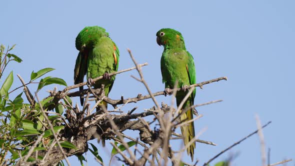 A pair of green white-eyed parakeet, psittacara leucophthalmus, neotropical parrot native to South A