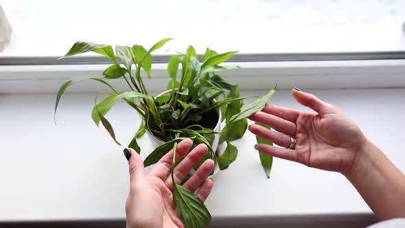 Slow motion of Female hands taking care of rotting spathiphyllum plants at home