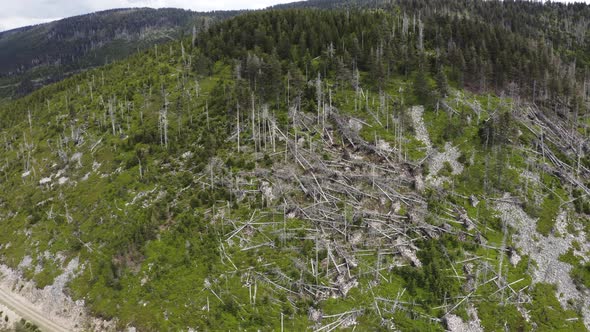 Fallen forest trees on mountain peak after storm in Moravia, drone shot.