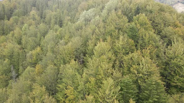 Forest in the Mountains. Aerial View of the Carpathian Mountains in Autumn. Ukraine