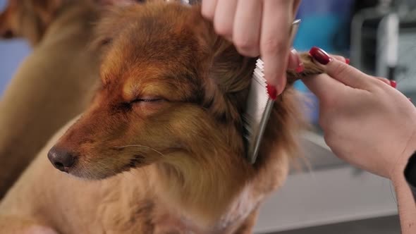 Groomer Dries the Dog's Hair with a Hair Dryer and Combs in Veterinary Clinic