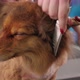 Groomer Dries the Dog's Hair with a Hair Dryer and Combs in Veterinary Clinic - VideoHive Item for Sale