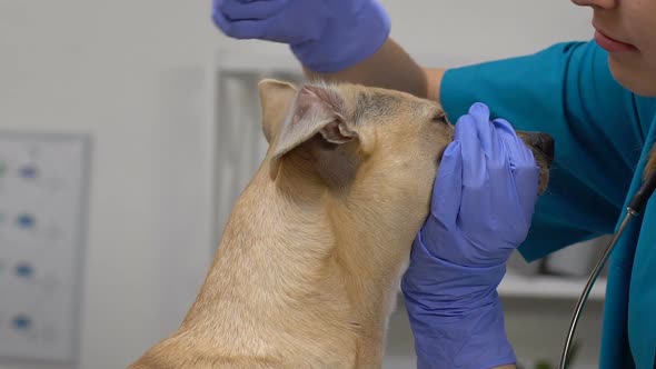 Professional Vet Dripping Medication Liquid Into Dog Ears Inflammation Treatment