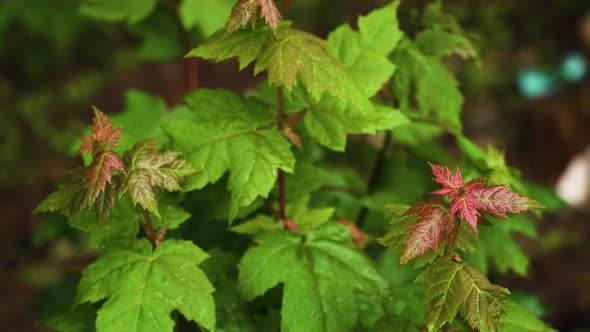 Poison ivy and maple leaves covered in water drops and droplets after rain shower