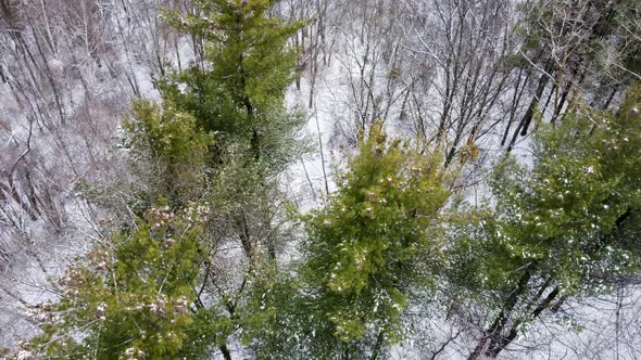 Mixed pine forest in snow aerial view from drone