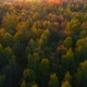 Spring Forest on Sunset in National Park - VideoHive Item for Sale
