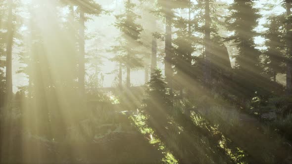 Forest of Beech Trees Illuminated By Sunbeams Through Fog