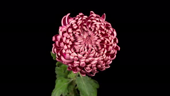 Beautiful Pink Chrysanthemum Flower Opening