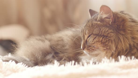 Beautiful red cat lying on bed on plaid indoors in bedroom, fluffy Siberian cat