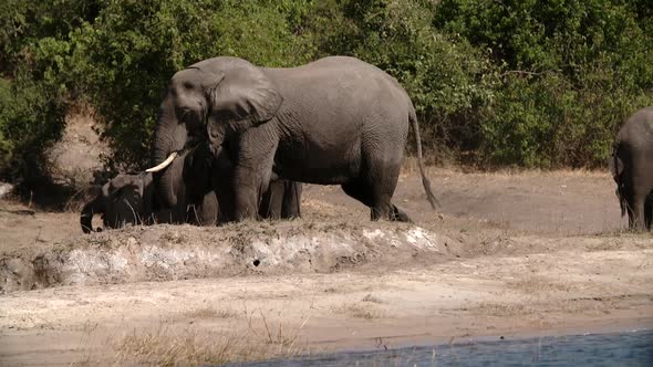 high speed/slow motion shots of elephants in africa