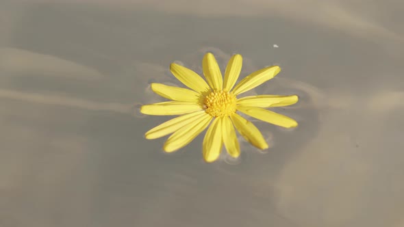 Liquid Yellow Flower In Water