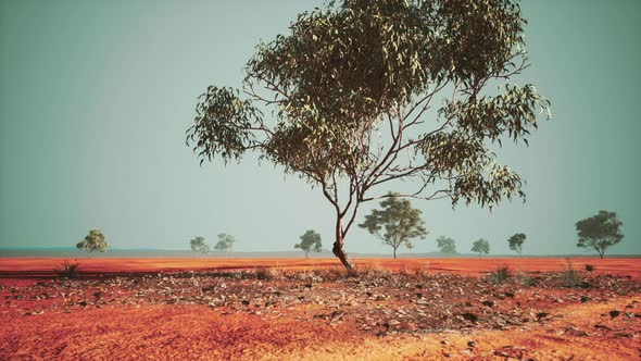 Dry African Savannah with Trees