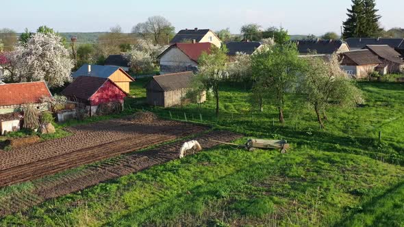 White horse grazes fresh grass in field. Rural landscape, aerial view